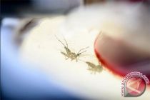 Kasus demam chikungunya meningkat dua kali lipat di Singapura