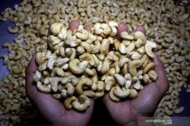 Ekspor kacang mete mentah Kamboja raup 1,5 miliar Dolar AS pada 2025