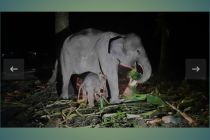 Seekor Gajah Sumatera lahir di PKG Sebanga Riau