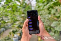 Petani milenial mengairi tanaman melon gunakan aplikasi gawai