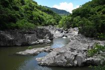 El Nino dipicu perubahan iklim percepat penurunan populasi serangga