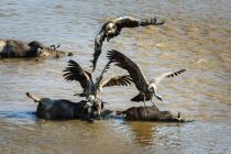 Menilik kehidupan satwa liar di Taman Nasional Masai Mara, Kenya