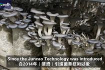 Rumput dari Tiongkok Mengubah Kehidupan di Fiji