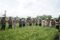 Inovasi PTBA dukung swasembada pangan, ubah “Si Hitam” jadi “Hijau”