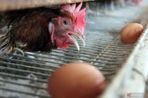 PTPN I Groundbreaking Industri Ayam Terpadu di enam Provinsi secara serentak