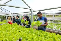 Dukung Ketahanan Pangan, Pertamina Patra Niaga Sulawesi Ajak Kelompok Wanita Tani Memanen Bersama