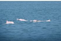 Solusi AI Tunjukkan Hasil Awal yang Menjanjikan dalam Pelestarian Lumba-Lumba Putih Tiongkok