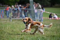 Studi ungkap perjalanan 10.000 tahun anjing temani migrasi manusia