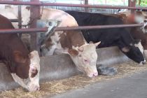 Penyakit Kuku dan Mulut mewabah, Turki karantina ternak di Bolu