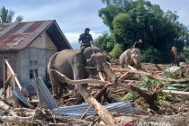 Dari tsunami ke bencana banjir, gajah sumatera datang membantu Aceh