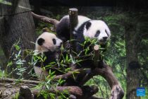 Panda kembar akan dipulangkan, ribuan warga Jepang antre berpamitan