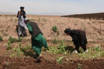 Afghanistan sita 2.356 ton narkoba dan bongkar 517 lab ilegal