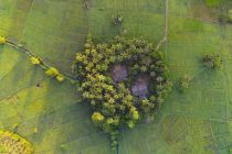 Menengok aktivitas petani memupuk sawah di Sri Lanka