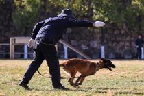 Menengok aksi anjing kunming yang Jadi mitra polisi di China