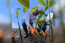 374.839 pohon ditanam PNM, jejak nyata hijaukan negeri di Hari Gerakan Satu Juta Pohon