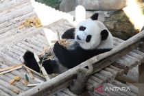 Sepasang panda raksasa baru diperkenalkan kepada publik di Malaysia