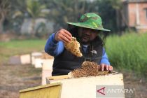 Album Asia: Menengok kesibukan peternak lebah di Bangladesh