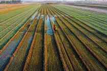 China umumkan rencana aksi percepat modernisasi pertanian