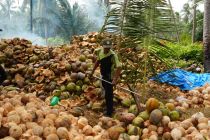 Harga Kelapa Dunia Turun, ICC Sebut Dampak Koreksi Pasar Global