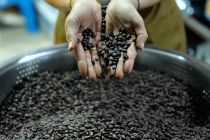 Aroma kopi Laos menguar kuat menembus seluruh penjuru dunia