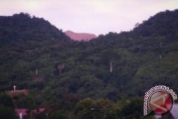 Populasi Kayu Merbau di Teluk Wondama Menyusut