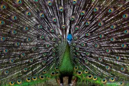 30+ Burung merak putih terbang terbaru