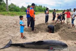 Ini Dia Penyebab Lumba Lumba Mati Di Aceh Selatan thumbnail