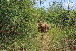 Gajah Rusak Perkebunan Warga Di Pidie thumbnail