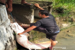 DKP Pastikan Ikan Raksasa Temuan Warga Jenis Arapaima Asal Amazon thumbnail