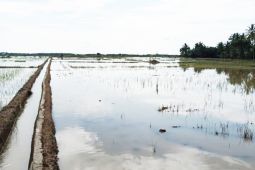 5.115 Hektare Tanam Padi Di Aceh Timur Terendam Banjir thumbnail