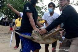 33 penyu hijau dilepas di Pantai Kuta