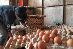 Disperindag Sebut 90 Persen Telur Aceh Dipasok Dari Sumatera Utara thumbnail