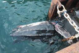 Penyu belimbing yang dilindungi mati tertabrak kapal di Pelabuhan Ambon