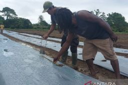 Membangun sentra pertanian solusi menekan inflasi di Papua