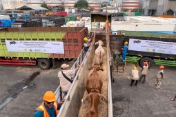 Indonesia inspects 2,449 cattle imported from Australia