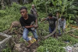Warga Tangkap Ular Piton di Ternate