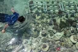 GIZ earmarks 20 mln euros for marine conservation