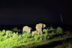 Indonesia alokasikan Rp2 trilun konservasi Taman Nasional Way Kambas