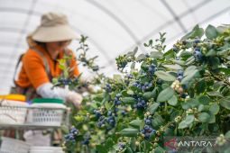 Intip perkebunan blueberry 4.000 hektar di China yang kini kuasai pasar Asia Tenggara