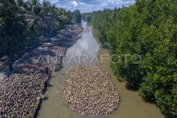 Ministry, Danantara partner to develop coconut downstream industry