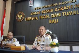 Kuota terbatas jadi dalih pemalsu dokumen sapi Jembrana