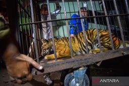 Evakuasi Harimau Sumatra yang terkena jerat babi dari Pasaman