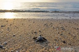 Peringatan Hari Kura-kura Dunia, warga dan wisatawan lepasliarkan tukik di Bali