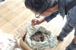 Indonesia foils 3-ton pangolin scale smuggling to Cambodia