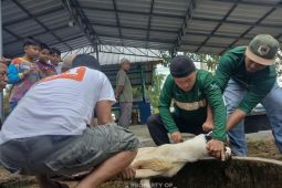 Karyawan PT Timah gotong royong salurkan daging kurban di Bangka Barat