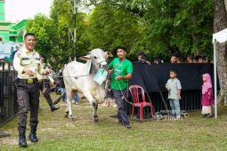 Kepala daerah apresiasi konsistensi PT Timah berbagi ratusan hewan kurban untuk masyarakat