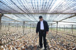 Indonesia prepares 280 million plantation seeds to boost economy