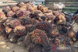 Indonesia introduces new palm oil export rules ahead of 2027 shift
