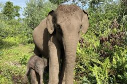 Rare Sumatran elephant calf born in Riau conservation area