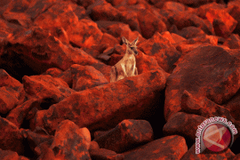 Kereta tambang Australia melaju 92 kilometer tanpa masinis